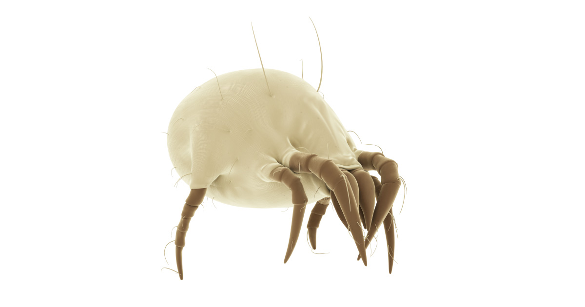 What do You know about Dust Mites?